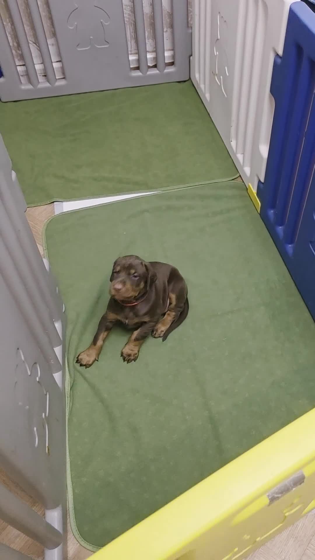 Dobermann dogs for sale: Pedigree Chunky Doberman Puppies - Video 4