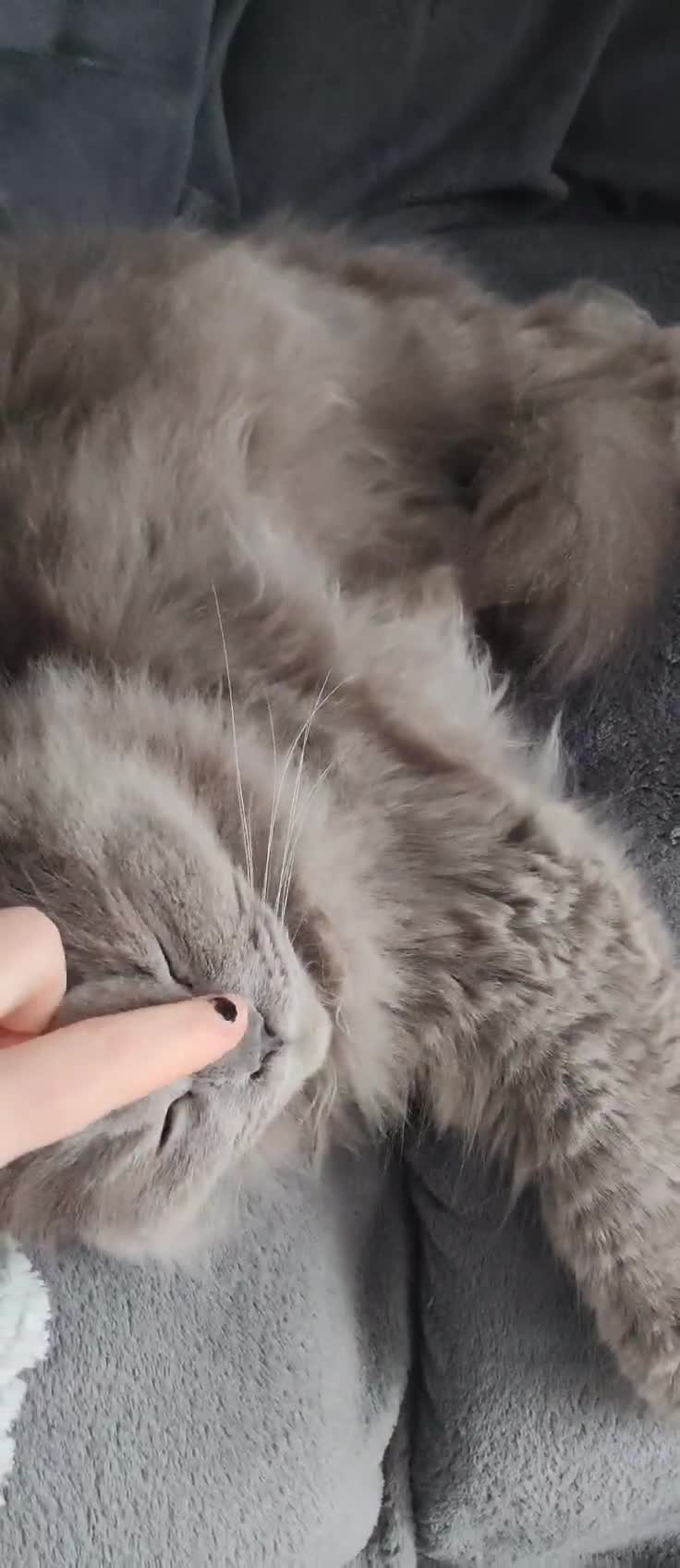 British Longhair cats for sale: 3 year old British Longhair - Video 1