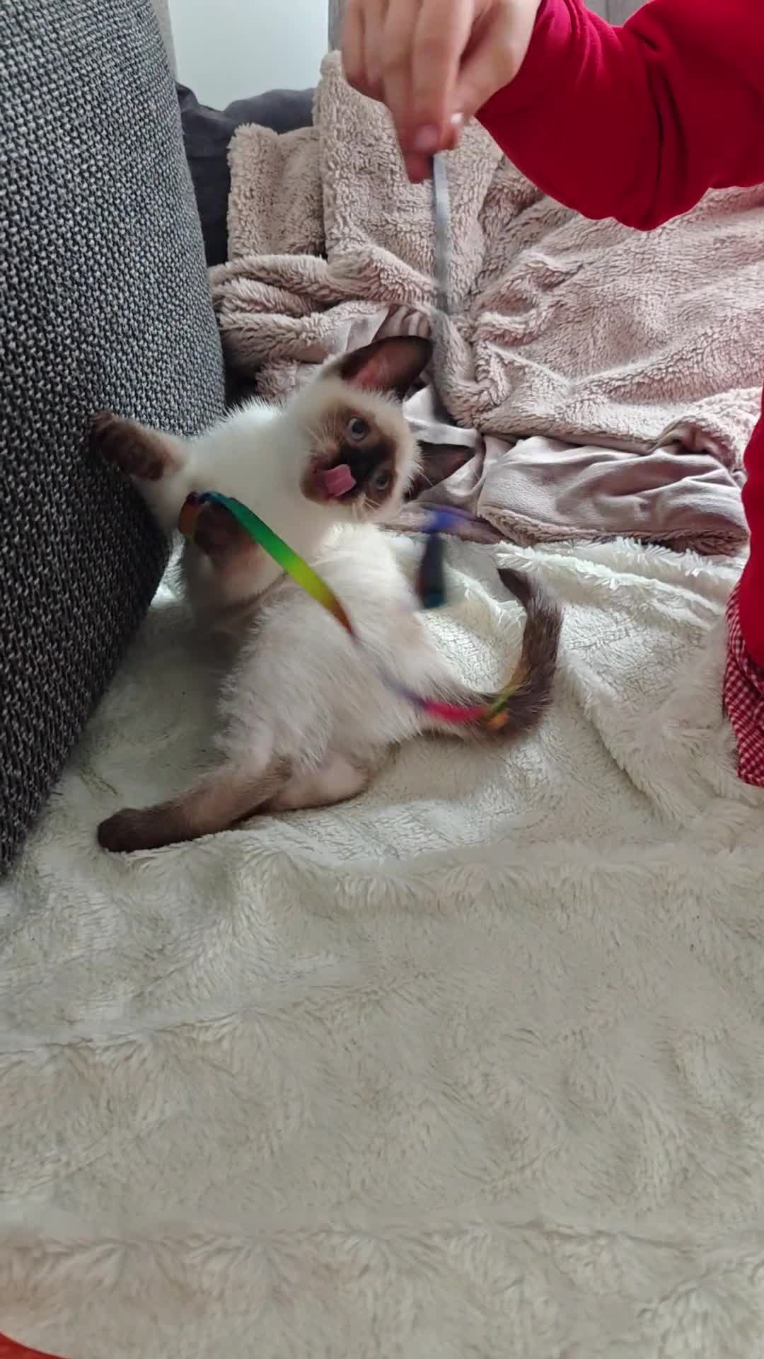 Siamese cats for sale: 1 ADORABLE GIRL AVAILABLE 🌸🌸🌸 - Video 1