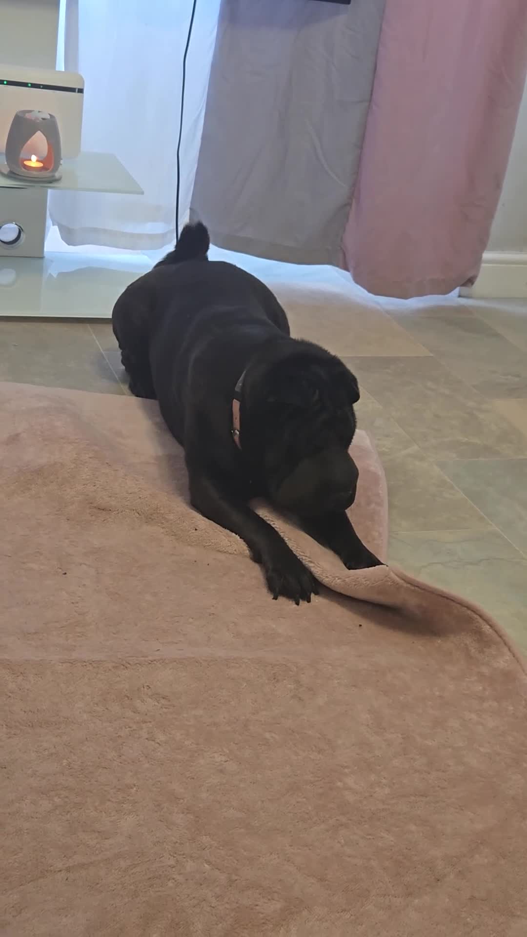 Shar Pei dogs for sale: Beautiful Female shar pei  - Video 1