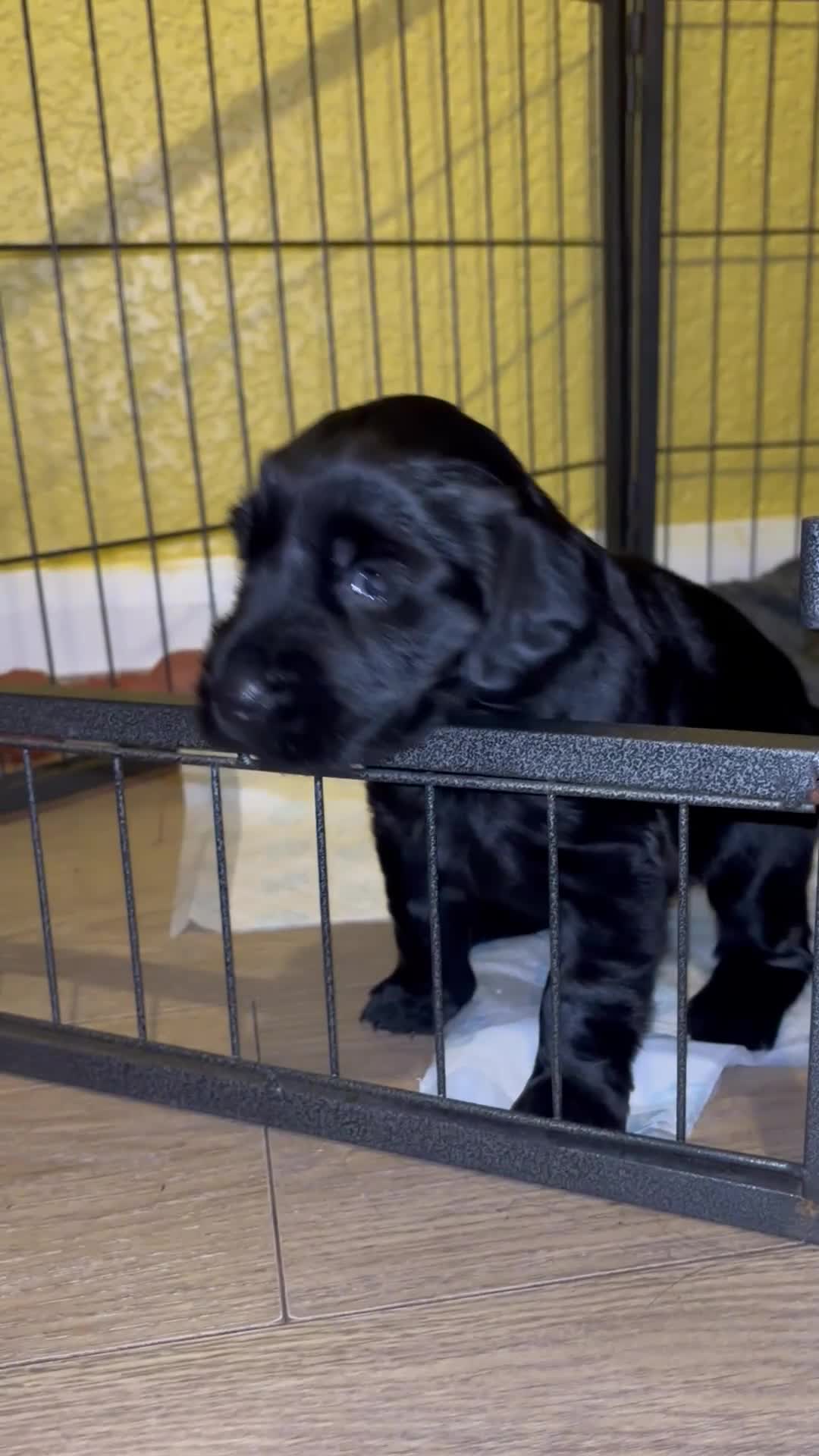 Flat coated Retriever dogs for sale: Flat coated male puppy  - Video 1