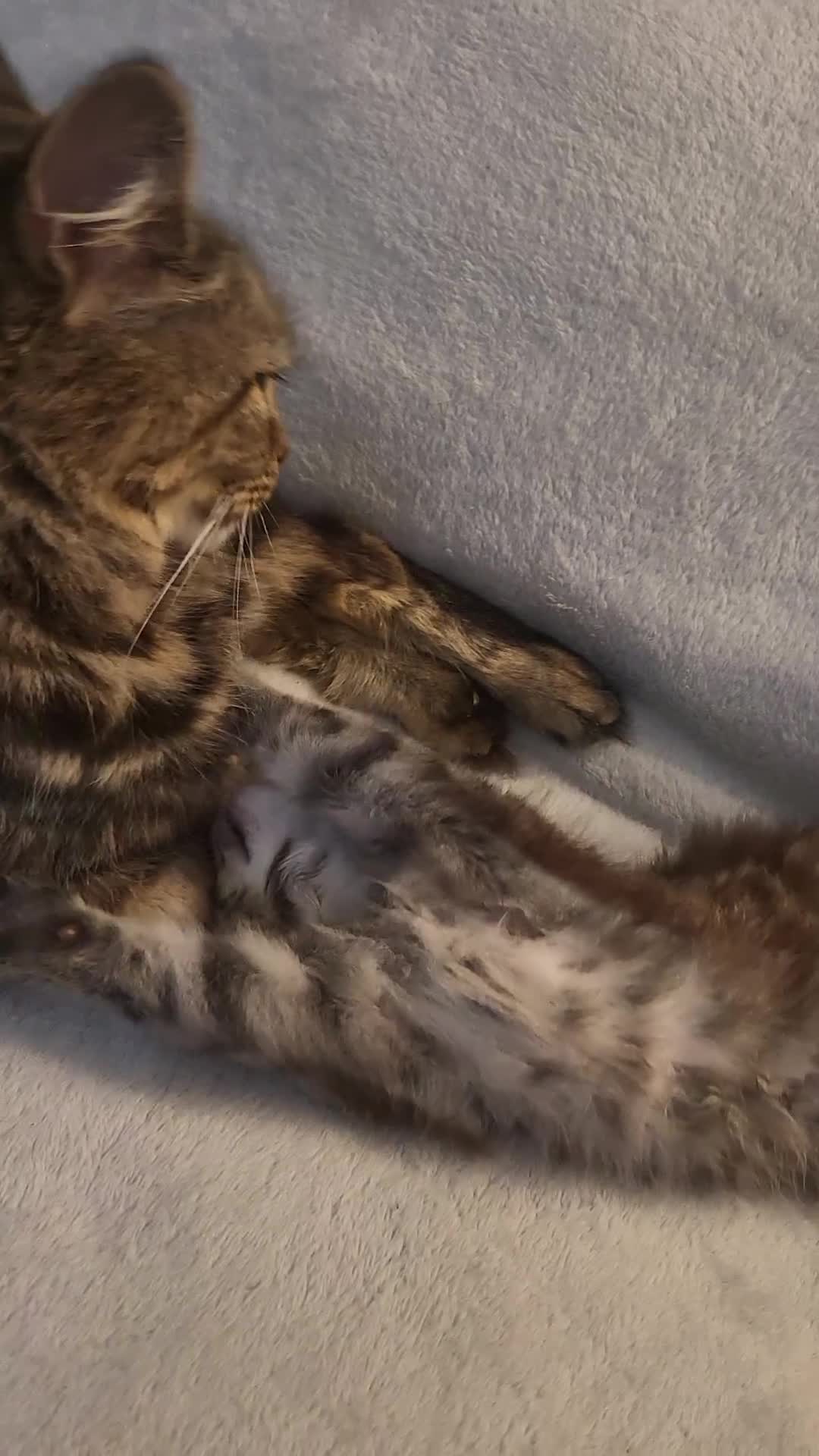 Siberian cats for sale: Sweet Little Princess Is Looking for a Loving Home - Video 2