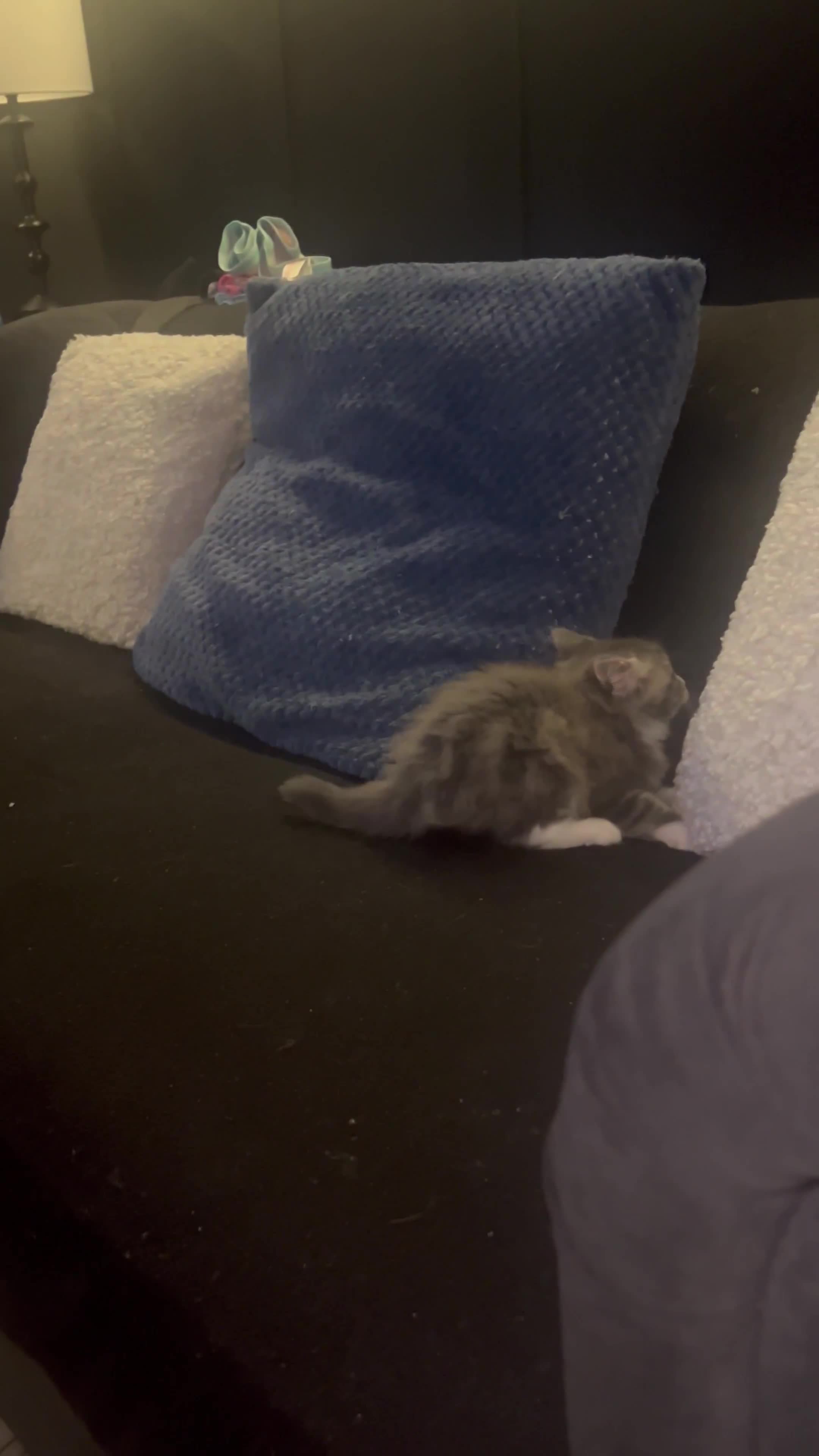 Domestic Shorthair cats for sale: Beautiful fluffy boy looking for his forever home  - Video 1