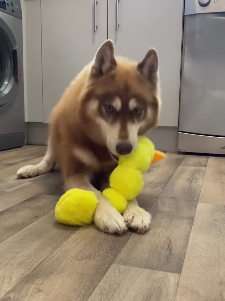 Siberian Husky dogs for stud: Red Siberian Husky Stud 🐻🧬 - Video 2