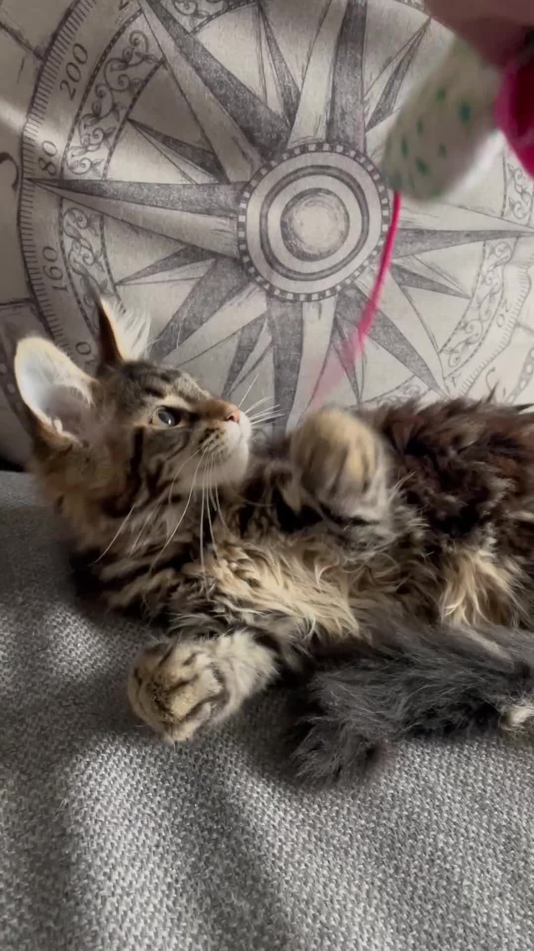 Maine Coon cats for sale: Maine Coon Kittens  - Video 1