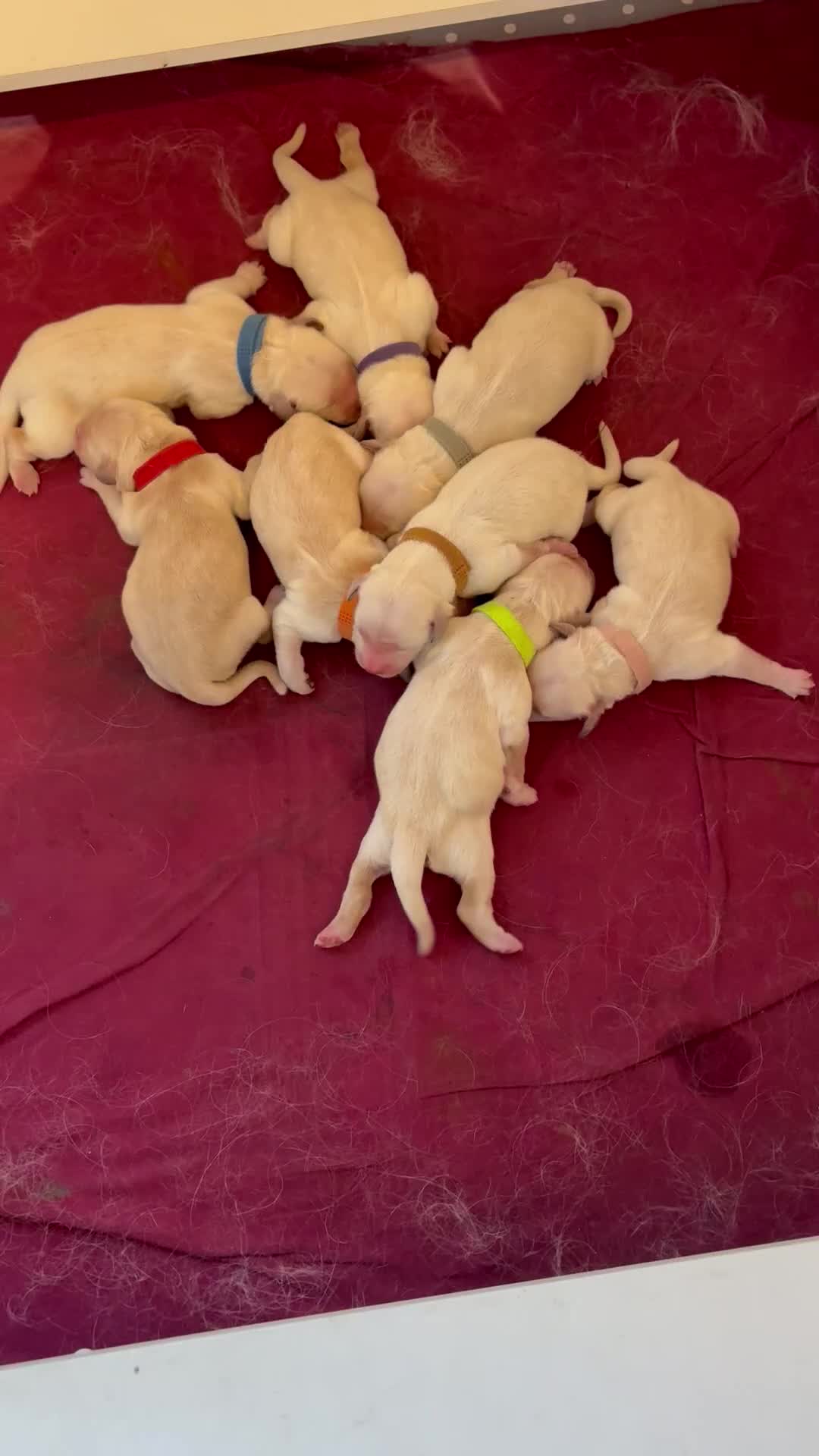 Golden Retriever dogs for sale: Golden retriever puppies  - Video 1