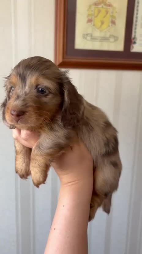 Miniature Dachshund dogs for sale: Long Hair Miniature Dachshund Puppy - Video 1