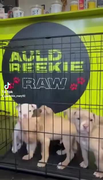 Mixed Breed dogs for sale: PUPPYS READY TO LEAVE  in Edinburgh - Video 3