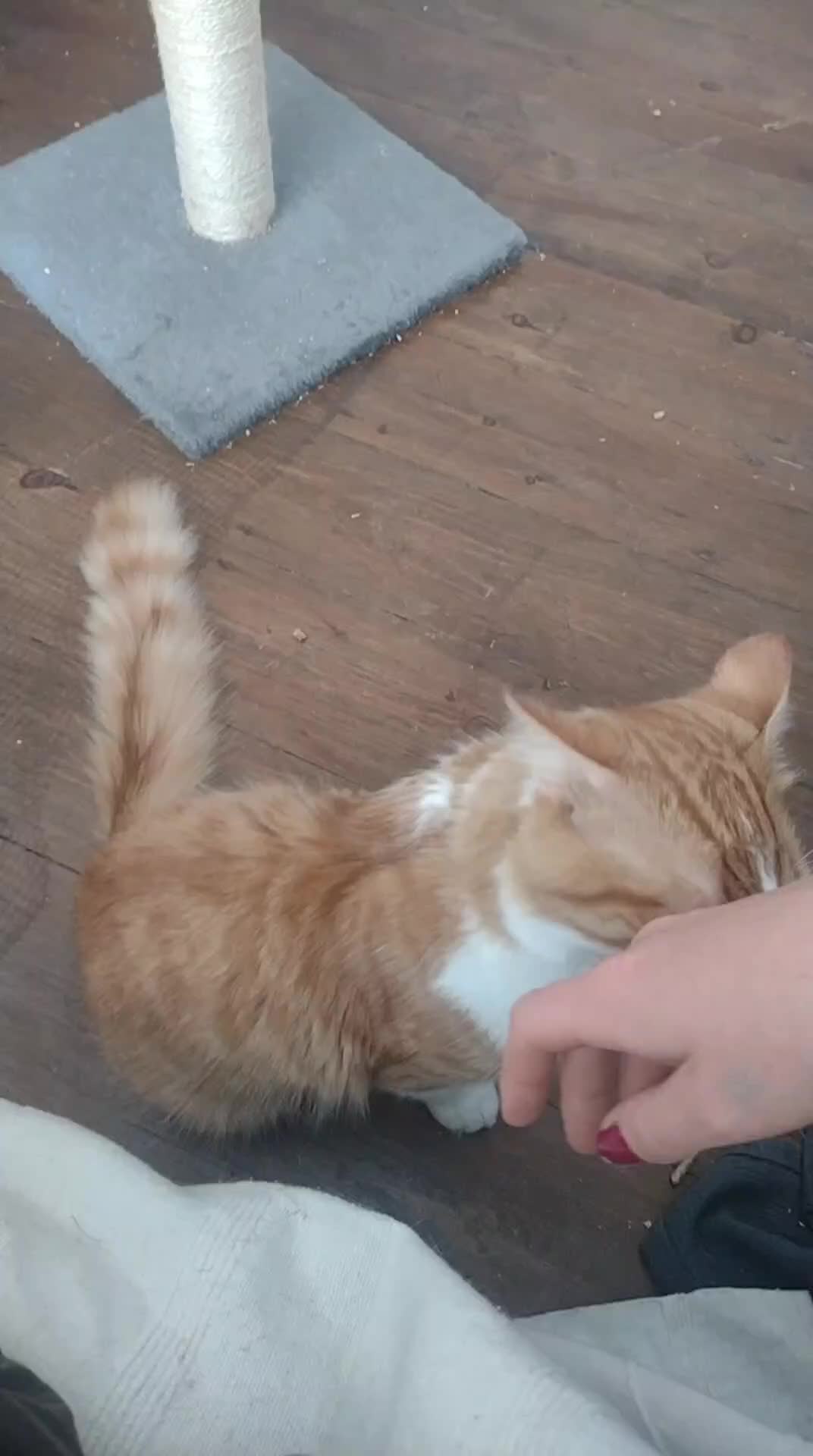 Domestic Shorthair cats for adoption: Mollie (mum, 5yo) and Cyril (son, 10 months)  - Video 1