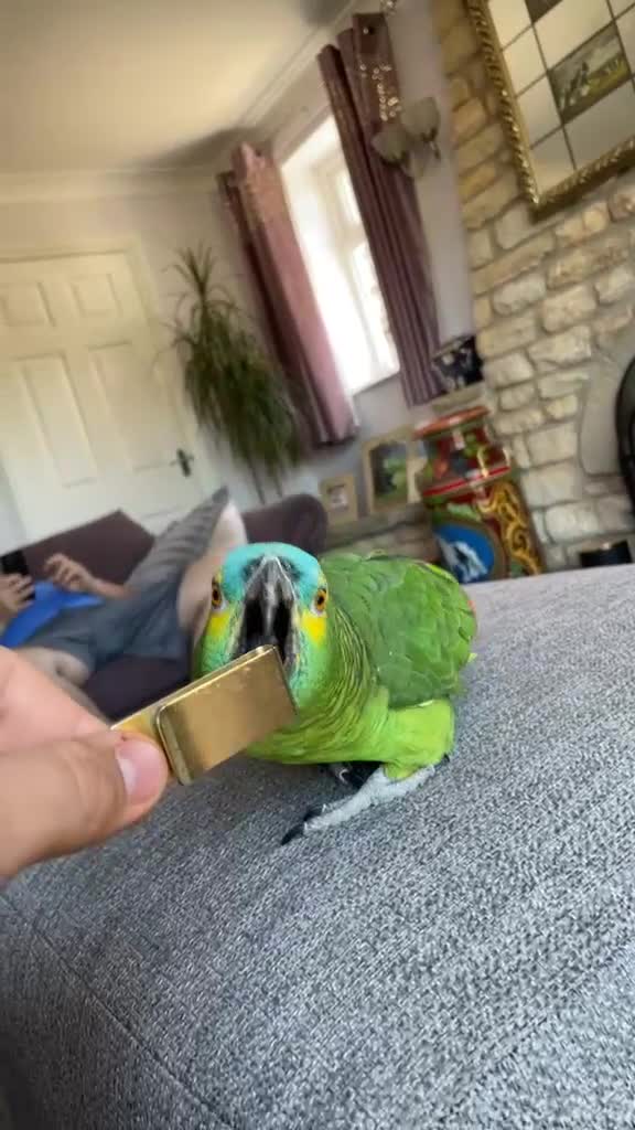 Parrots birds for sale: Blue fronted Amazon parrot in Uxbridge - Video 1