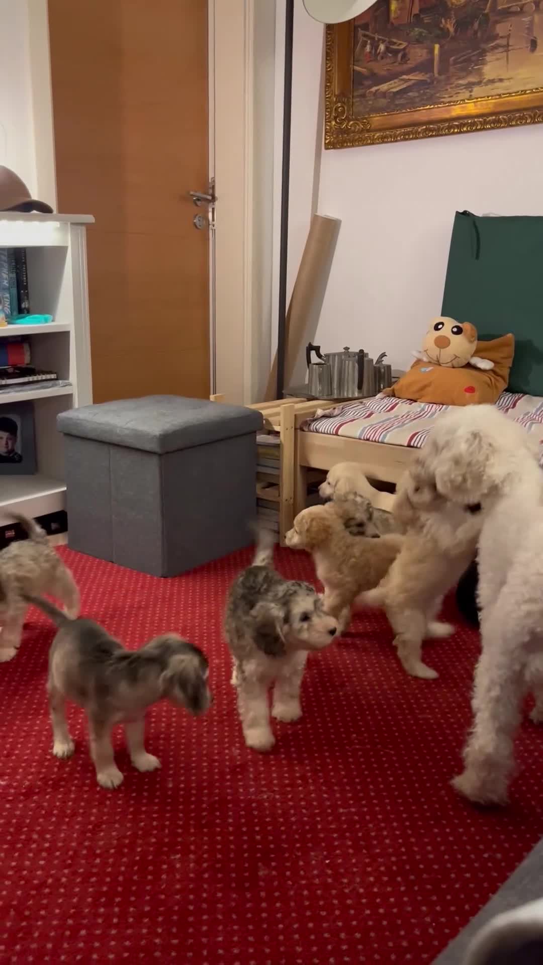 Cockapoo dogs for sale: 🐶✨ Adorable Cockapoos! ✨🐶 - Video 1
