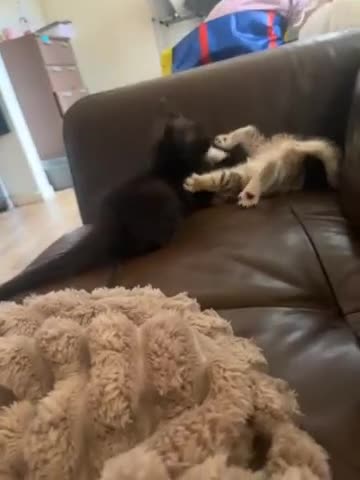 British Shorthair cats for sale: 1 beautiful baby boy  - Video 1