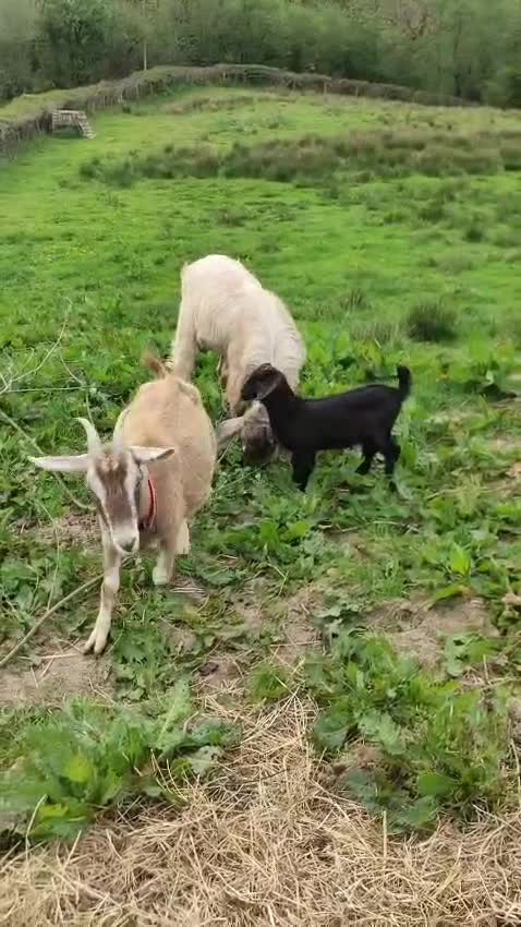 Goats livestock for sale: Pedigree Anglo Nubian Buck for sale in Carmarthen - Video 1