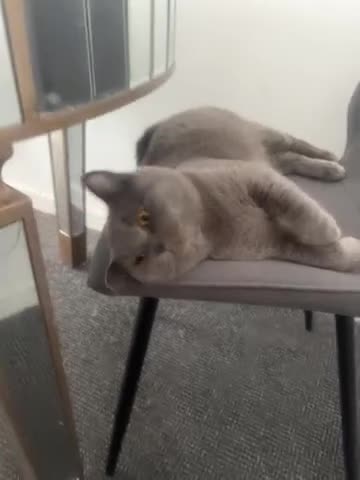 British Shorthair cats for sale: Registered GCF Active  in London - Video 1