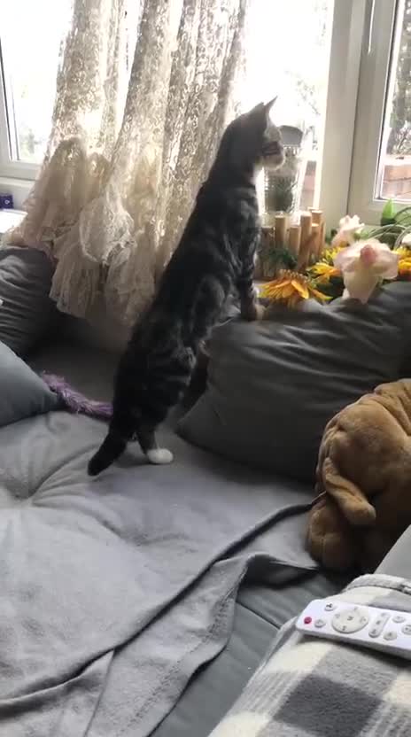 Domestic Shorthair cats for adoption: Adopt form Cats in Crisis East London 🐾 - Video 1
