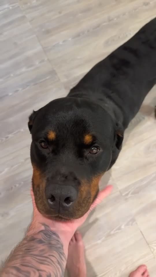 Rottweiler dogs for sale: Loving home needed for Hades 4 years old - Video 2