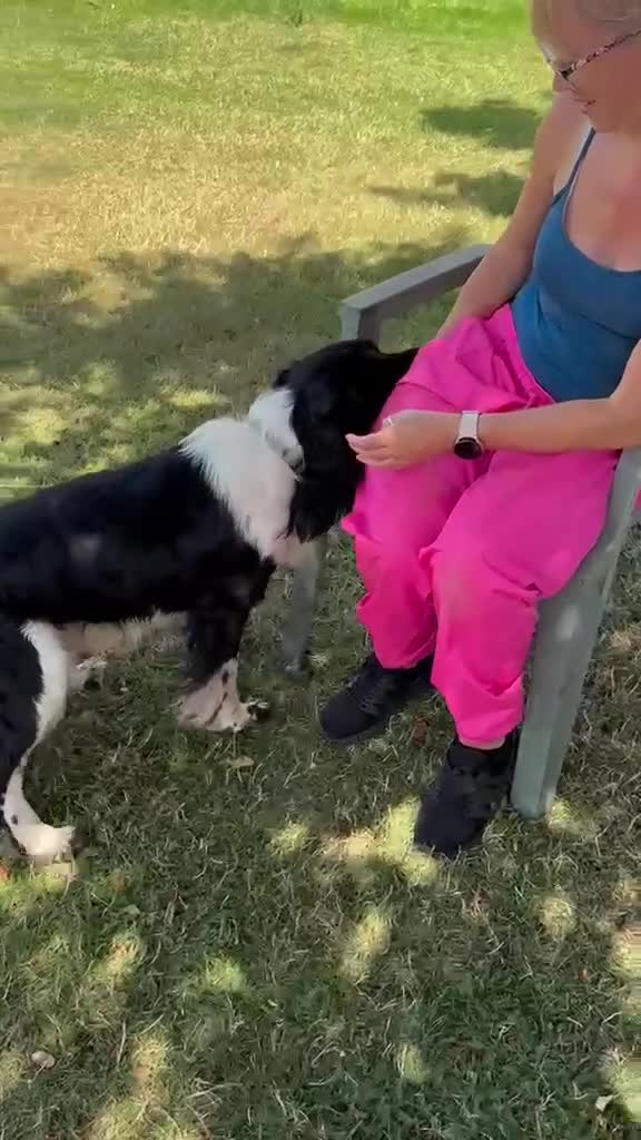 English Springer Spaniel dogs for sale: English Springer Spaniel ****** - Video 1