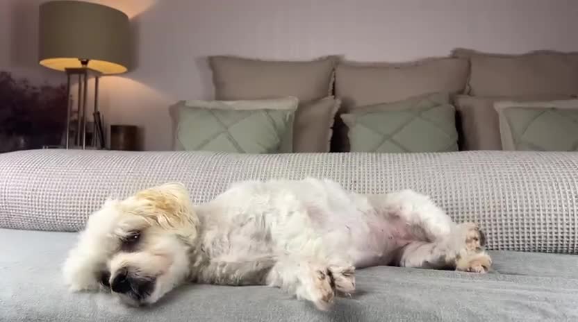 Havanese dogs for sale: Pure Havanese girl. Around ten years old - Video 1