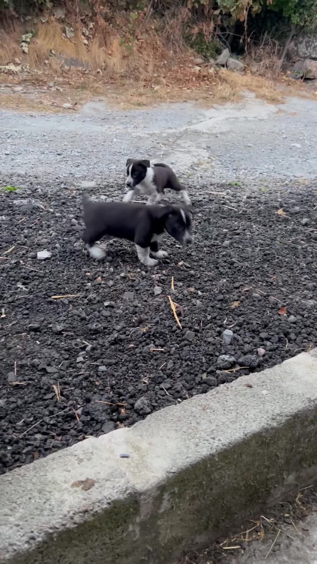 Mixed Breed dogs for sale: Jack Russell / border collie mix  - Video 1