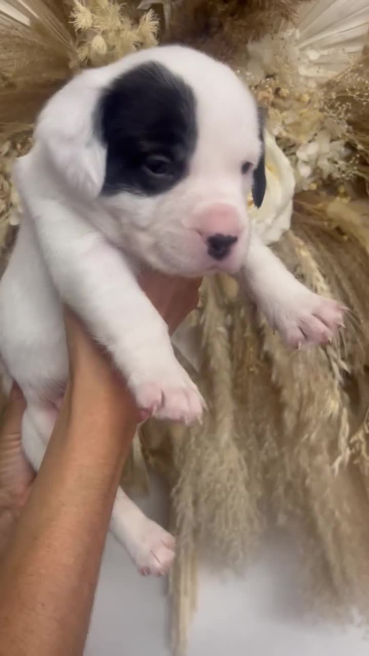 Mixed Breed dogs for sale: 🏡 Staff x American Bulldog Puppies  - Video 3