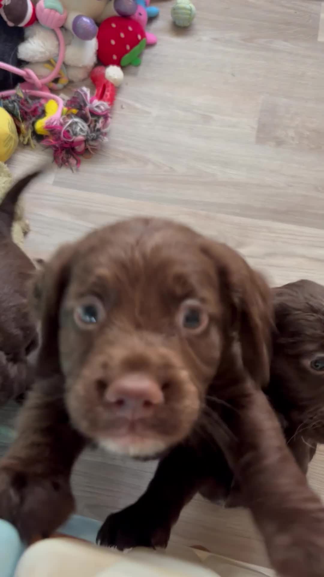 Sprocker dogs for sale: Chocolate Chunky sprocker puppies  - Video 1