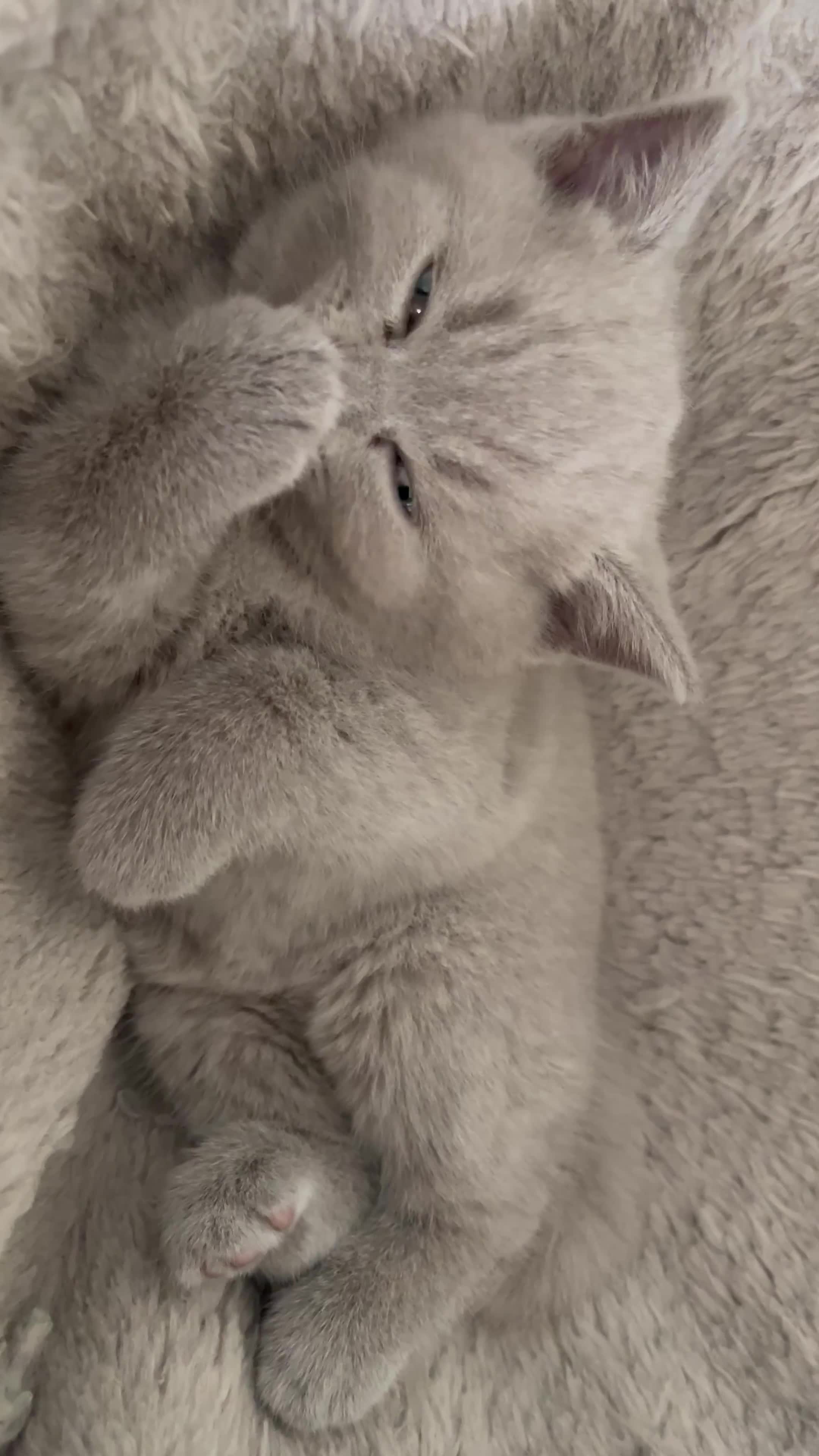Scottish Fold cats for sale: 🐾 Scottish Fold Kittens – Sweet, Rare & Ready Now - Video 2