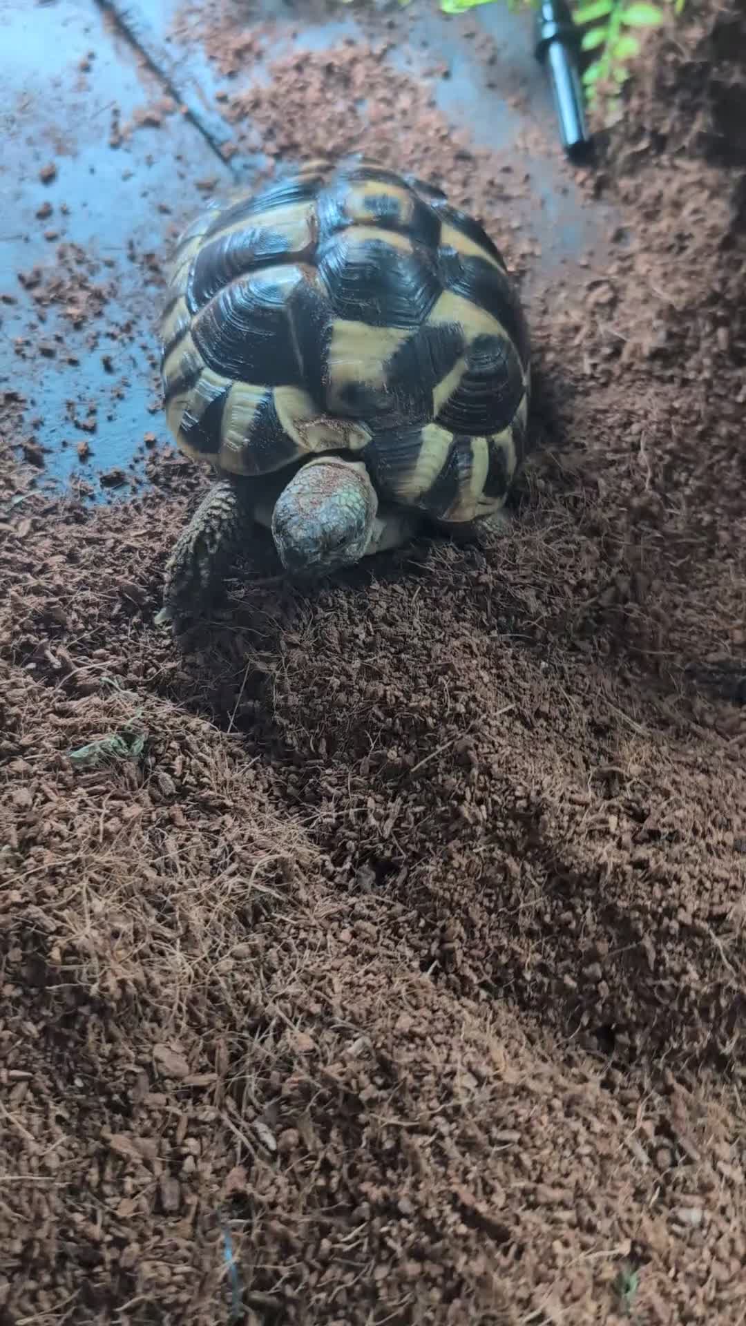 Tortoise reptiles for sale: Beautiful Horsefield tortoise 3 years old  - Video 1