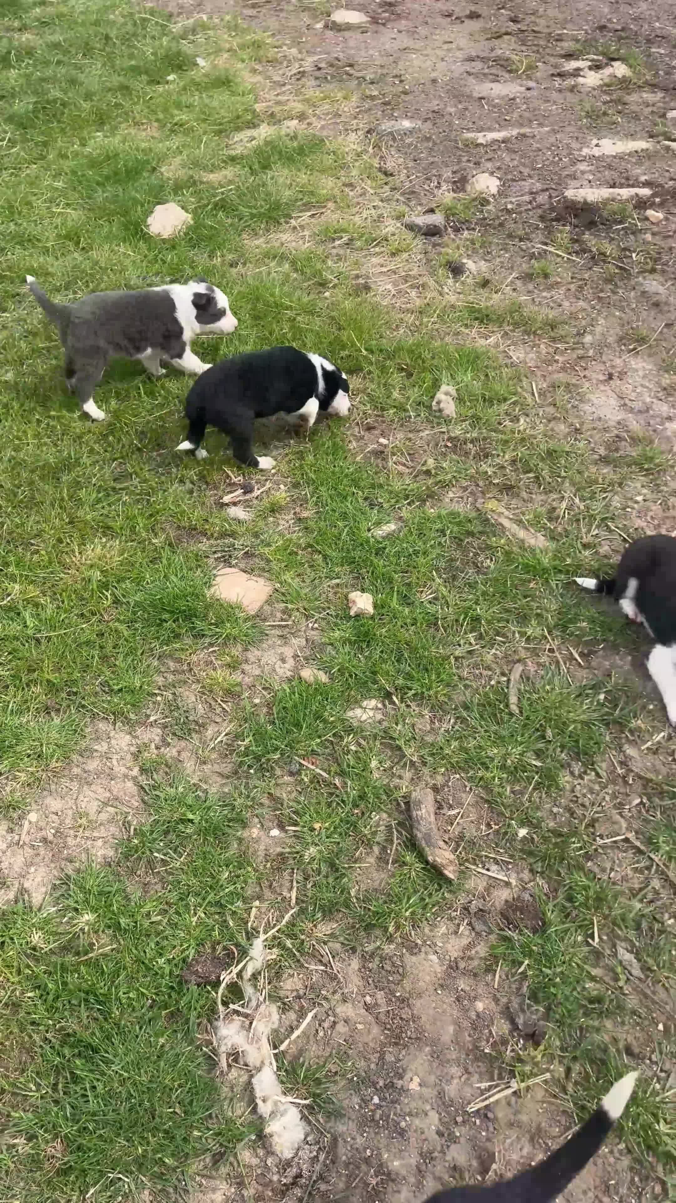 Border Collie dogs for sale: Border collie pups for sale  - Video 1