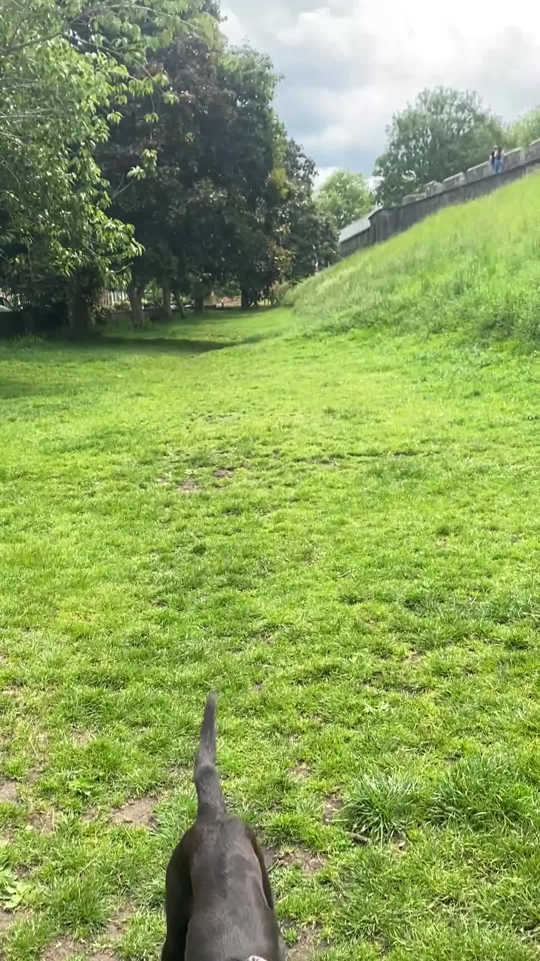 Labrador Retriever dogs for stud: Pip- Purebred Black Labrador Retriever  - Video 2