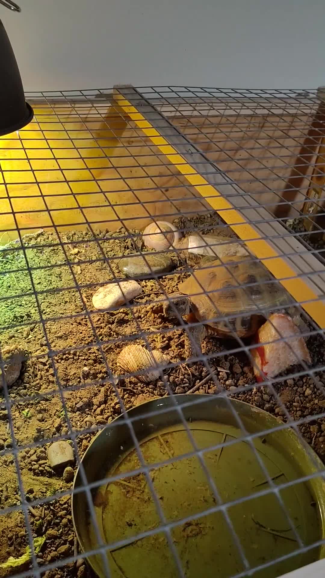 Tortoise reptiles for sale: Horse field Tortoise for sale with setup in Norwich - Video 1