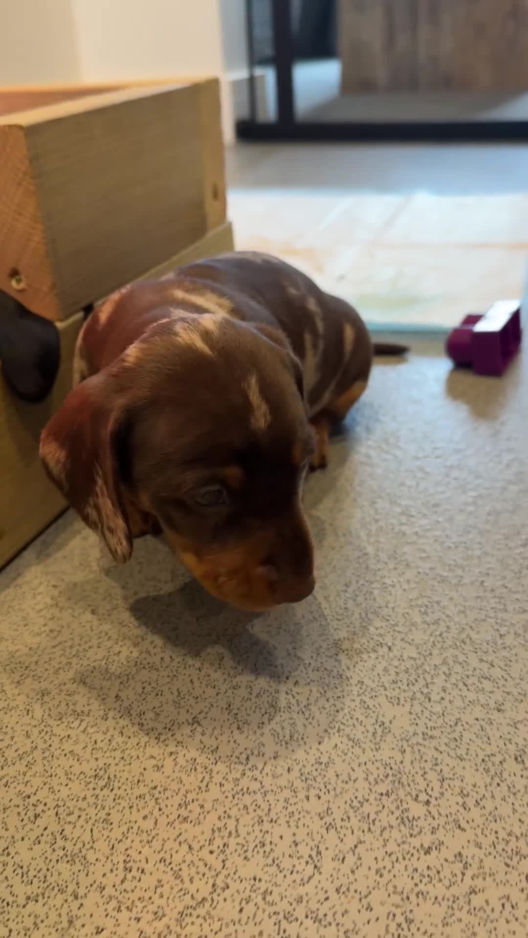 Miniature Dachshund dogs for sale: Miniature Dachshund  - Video 1