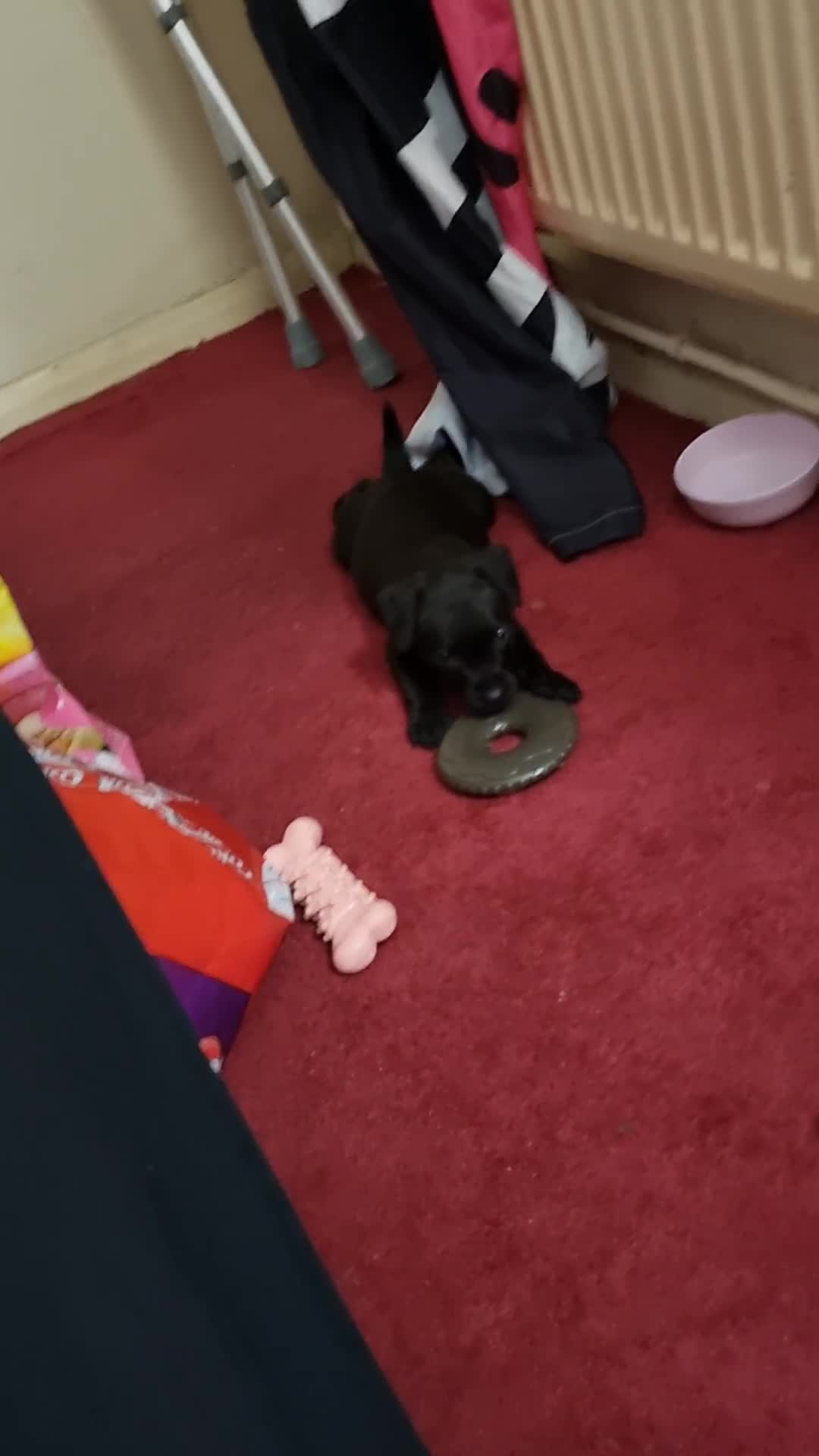 Patterdale Terrier dogs for sale: Female puppy   - Video 1