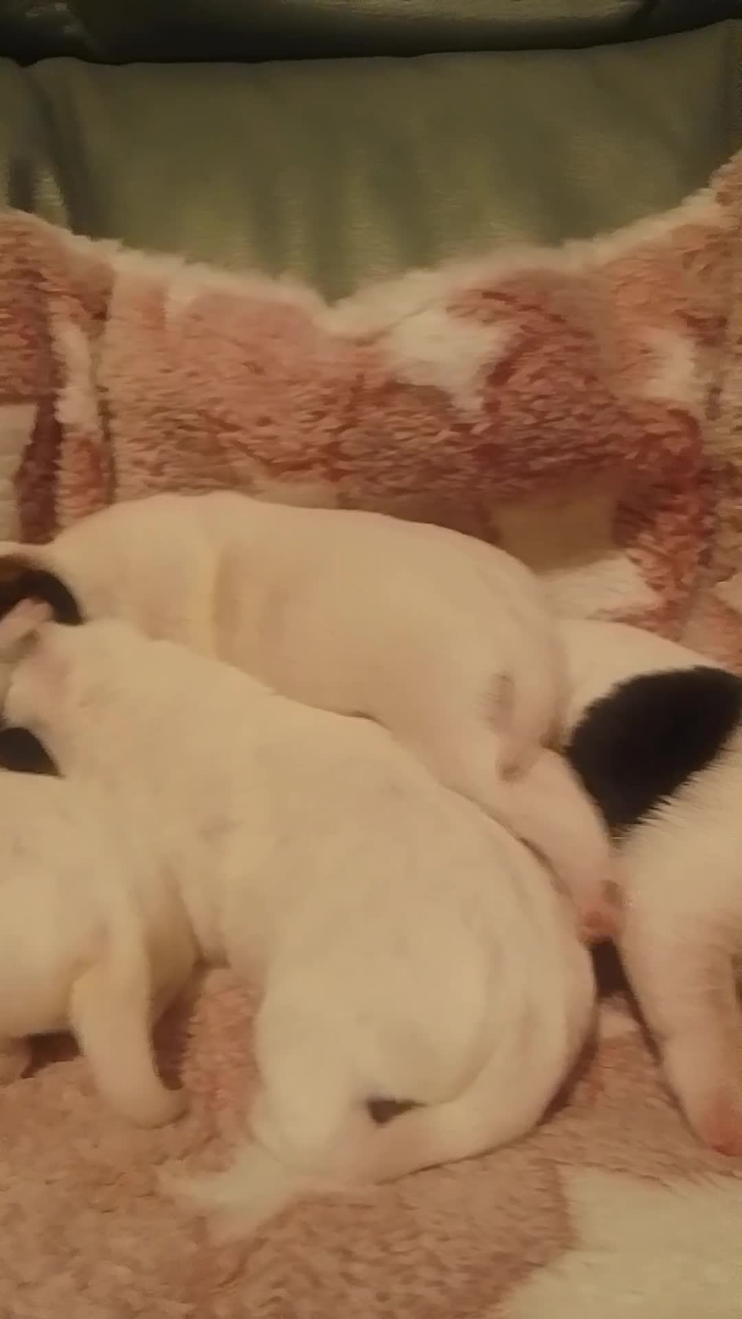Jack Russell dogs for sale: Jack Russell 5 boy's - Video 2