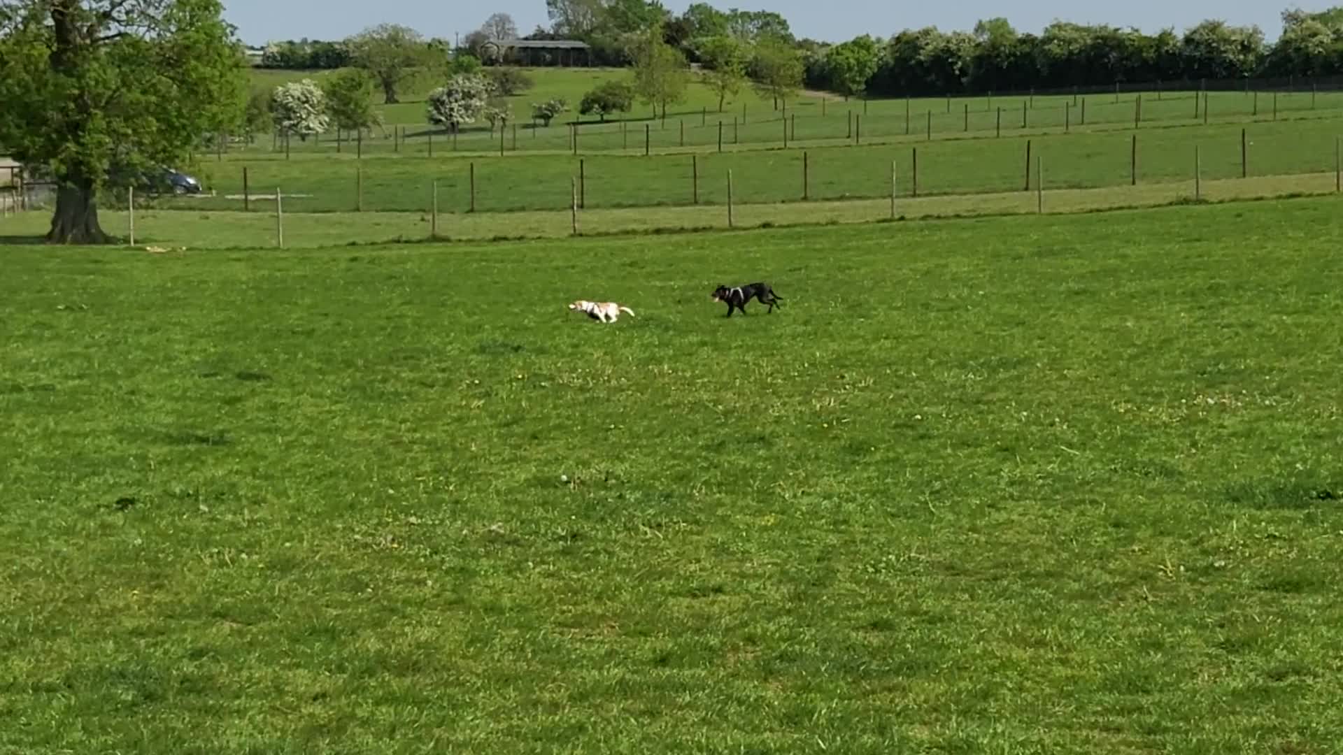 Mixed Breed dogs for sale: Milo The Lemon Cross Beagle - Video 2