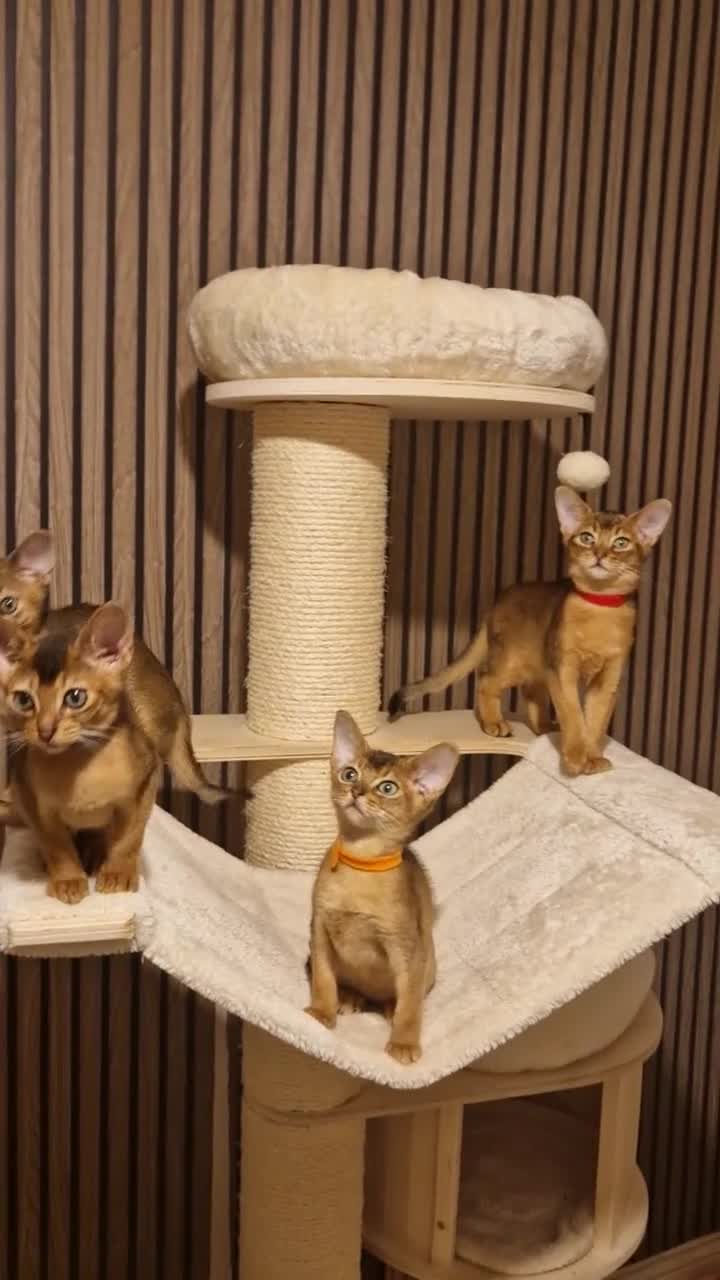 Abyssinian cats for sale: Pure Abyssian kittens ❤️ - Video 3