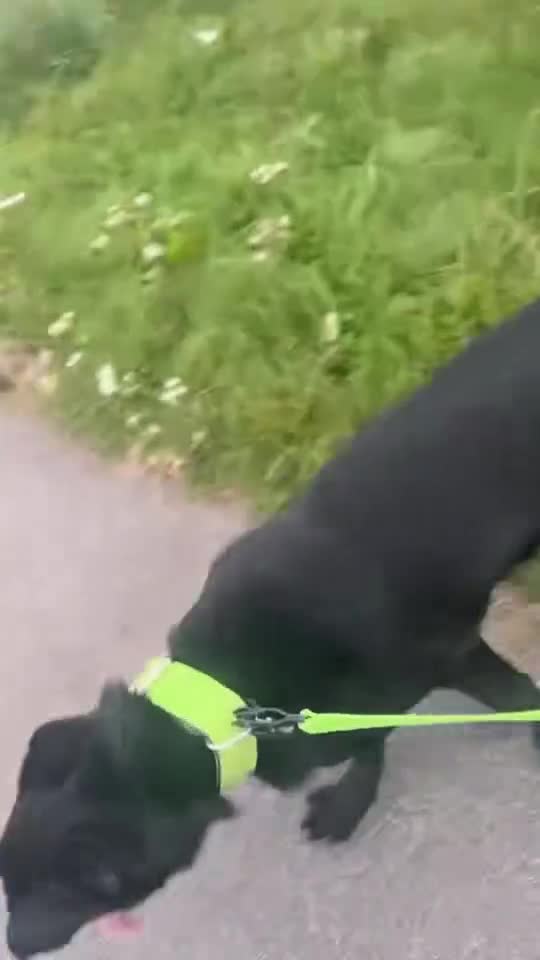 German Shepherd dogs for sale: Girl German shepherd luna - Video 5