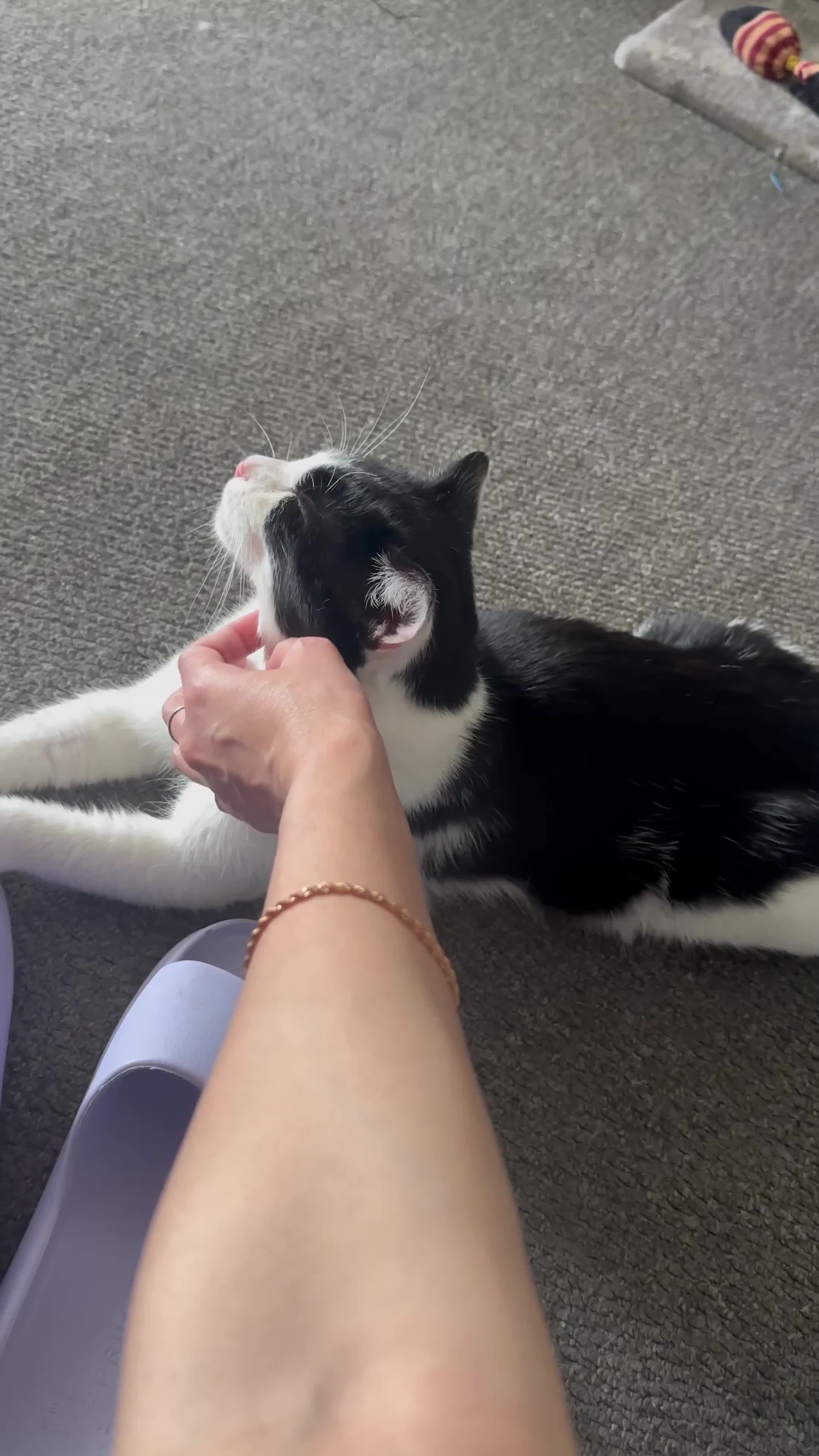 Mixed Breed cats for sale: Billy up for adoption - Video 1