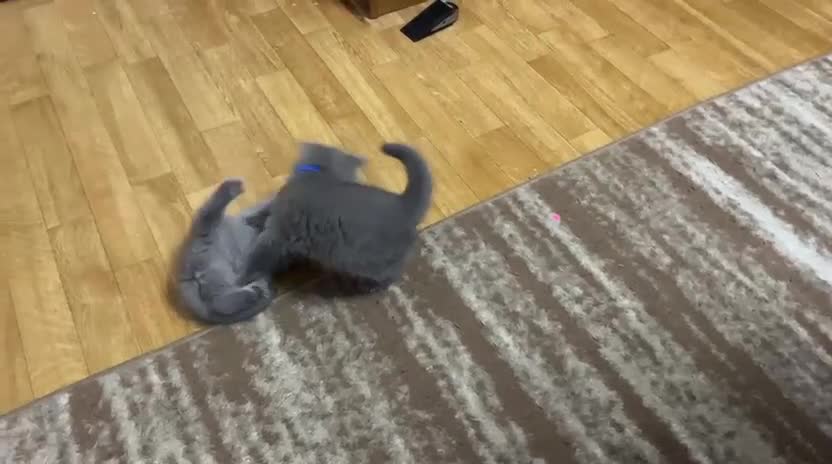 British Shorthair cats for sale: !!! Pure Blood Champions Pedigree BSH Kittens!!! - Video 1