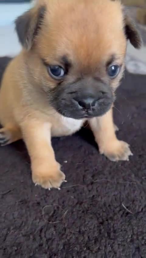 Mixed Breed dogs for sale: Pug Puppy  - Video 3