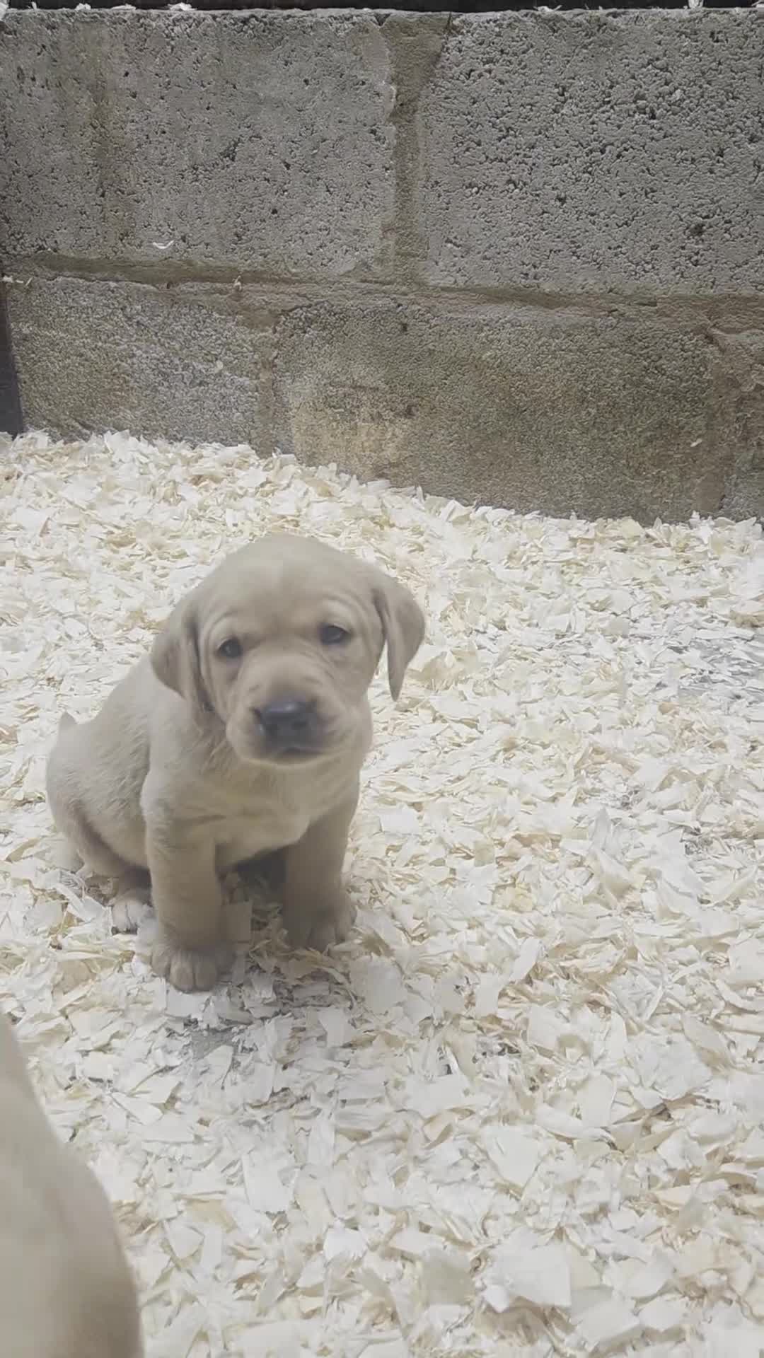 Labrador Retriever dogs for sale: Kc labrador puppies  - Video 1