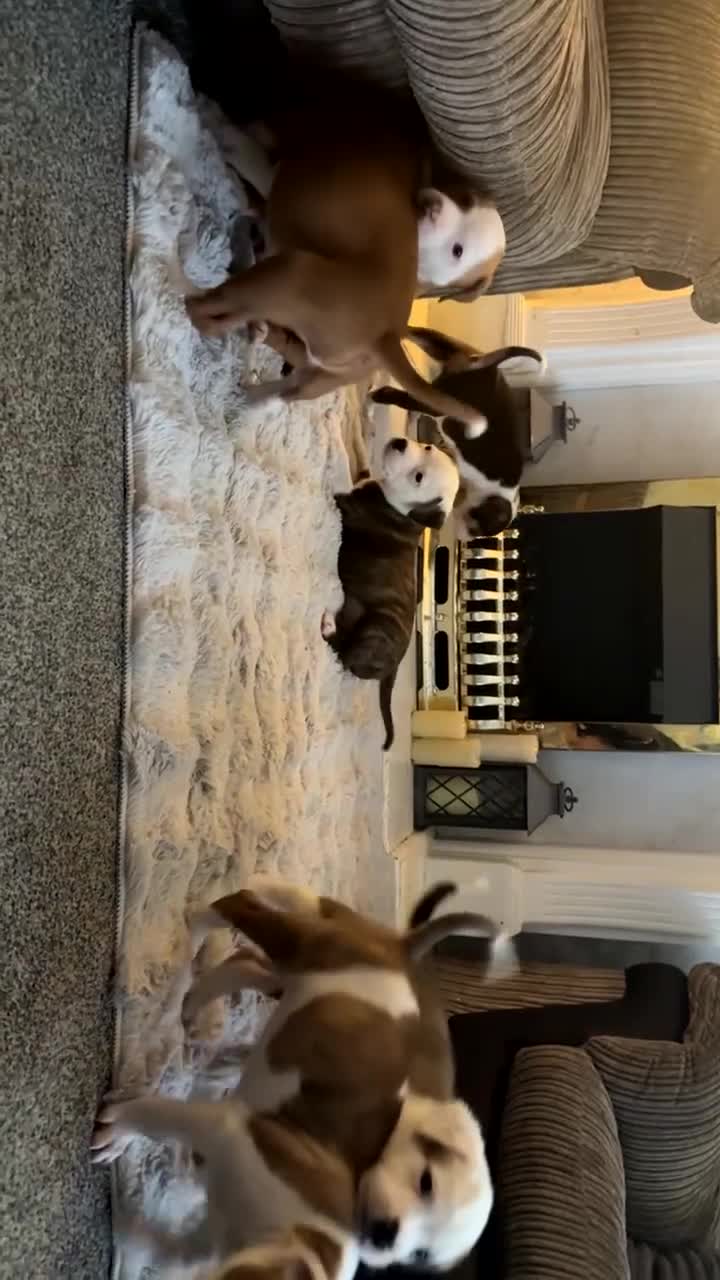 Mixed Breed dogs for sale: Old tyme American bullys - Video 1