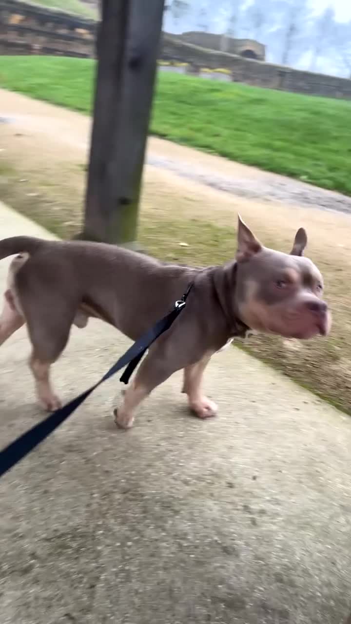 American Bully dogs for stud: 🐾 BUGZY THE AMERICAN BULLY STUD🐾 - Video 4