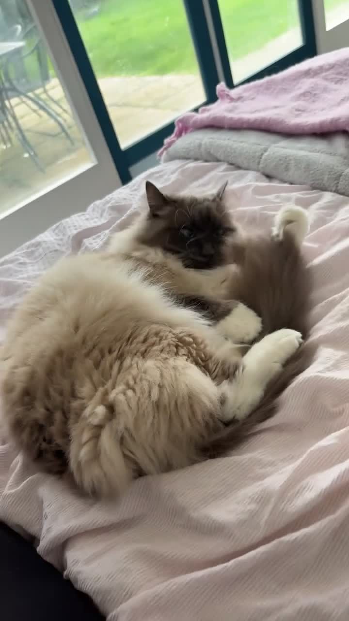 Ragdoll cats for sale: Loving Seal Point Ragdoll Looking For a New Home - Video 1
