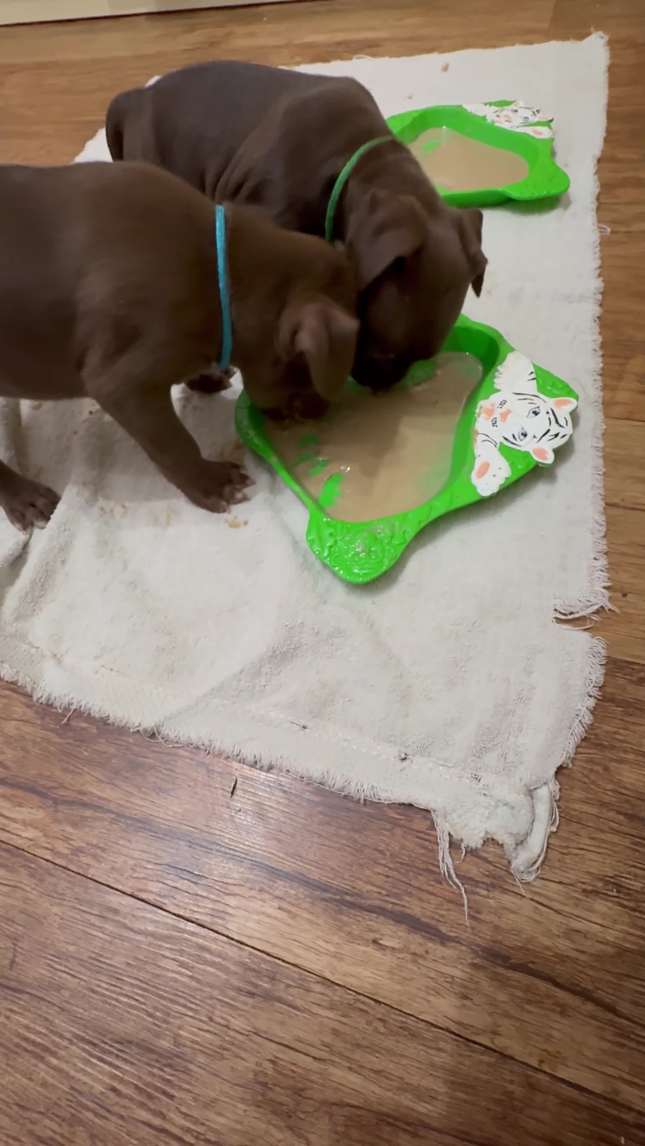 American Bull Staffy dogs for sale: Staffy Bull Puppies - Video 4