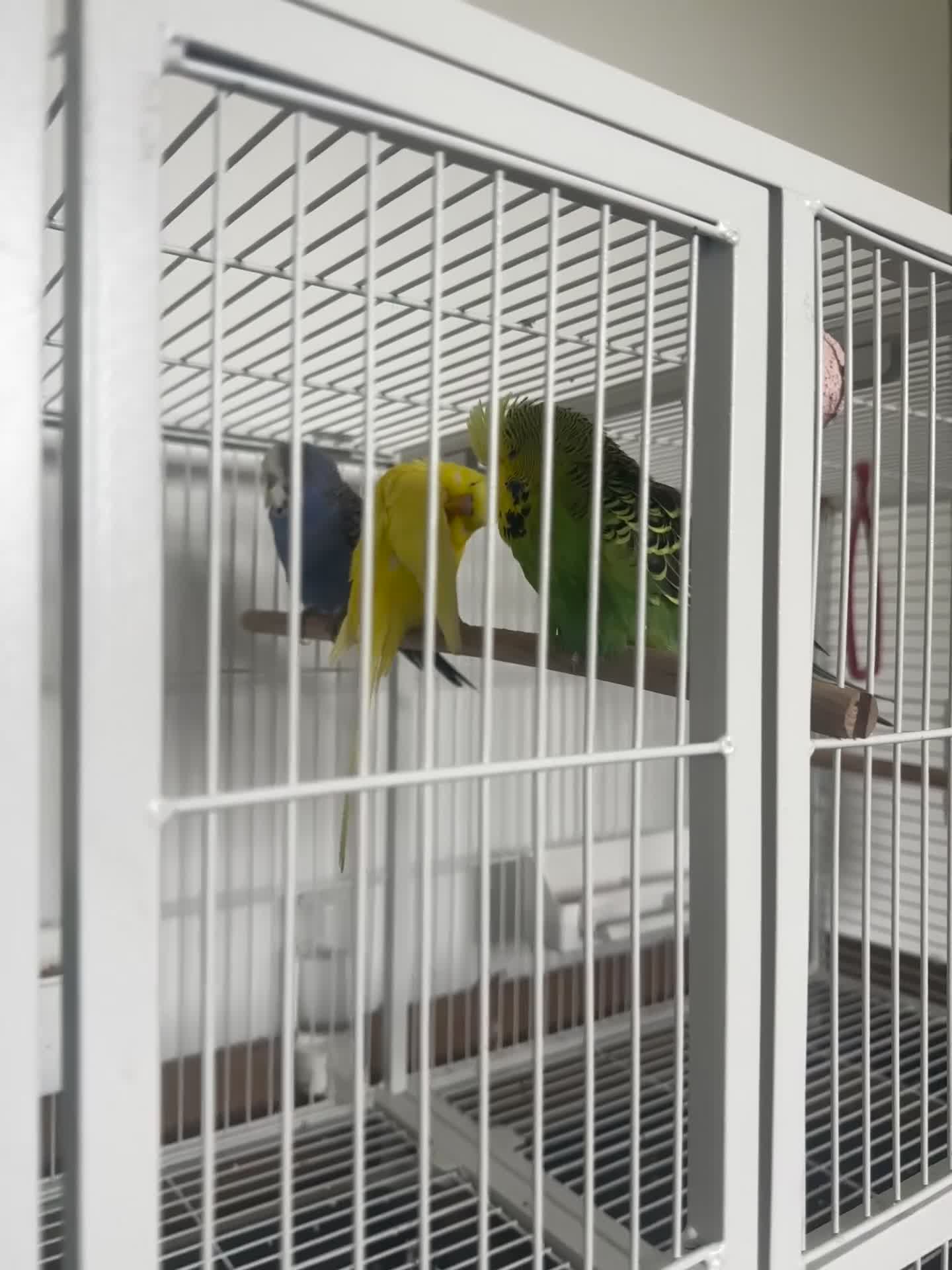 Budgerigars birds for sale: Budgies  in Trowbridge - Video 1