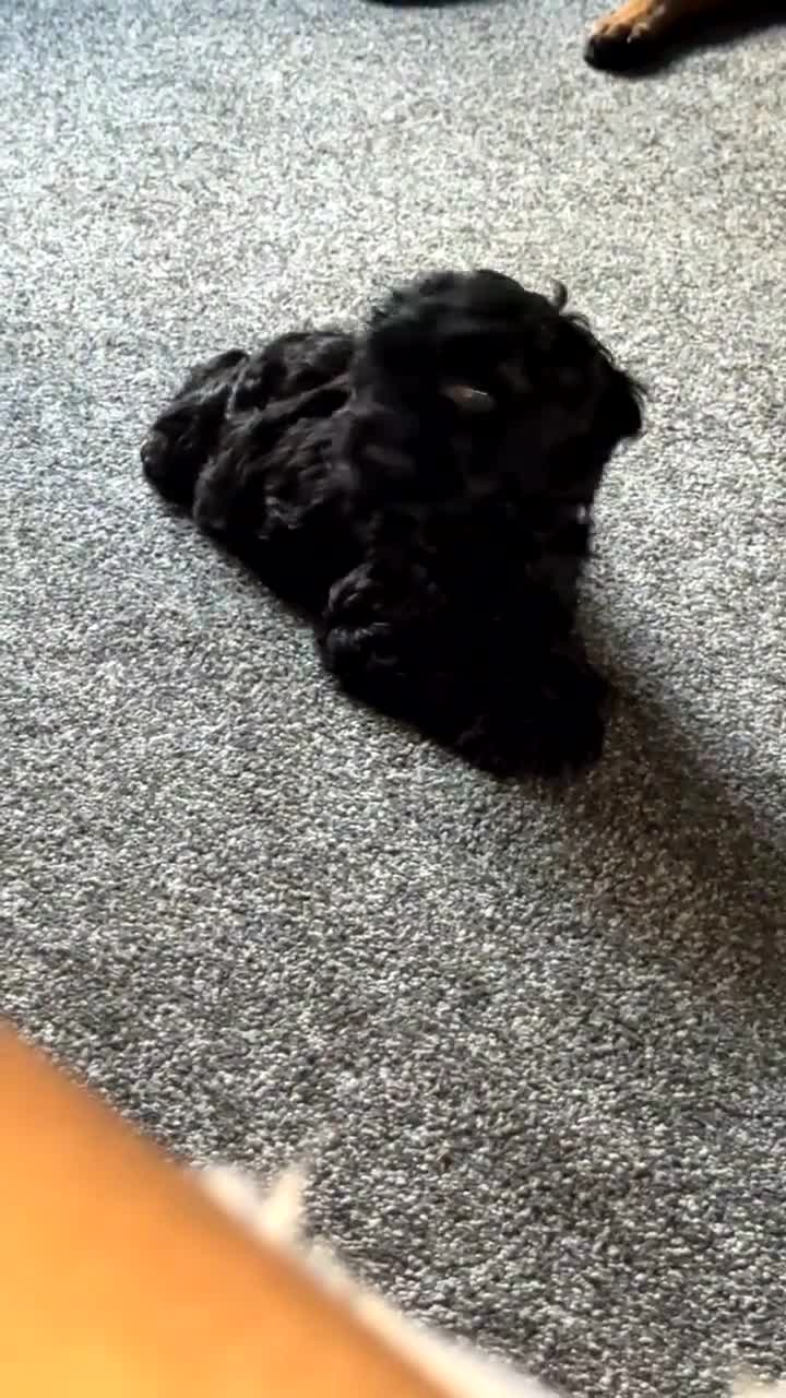 Cockapoo dogs for sale: F1 Cockapoo  - Video 1