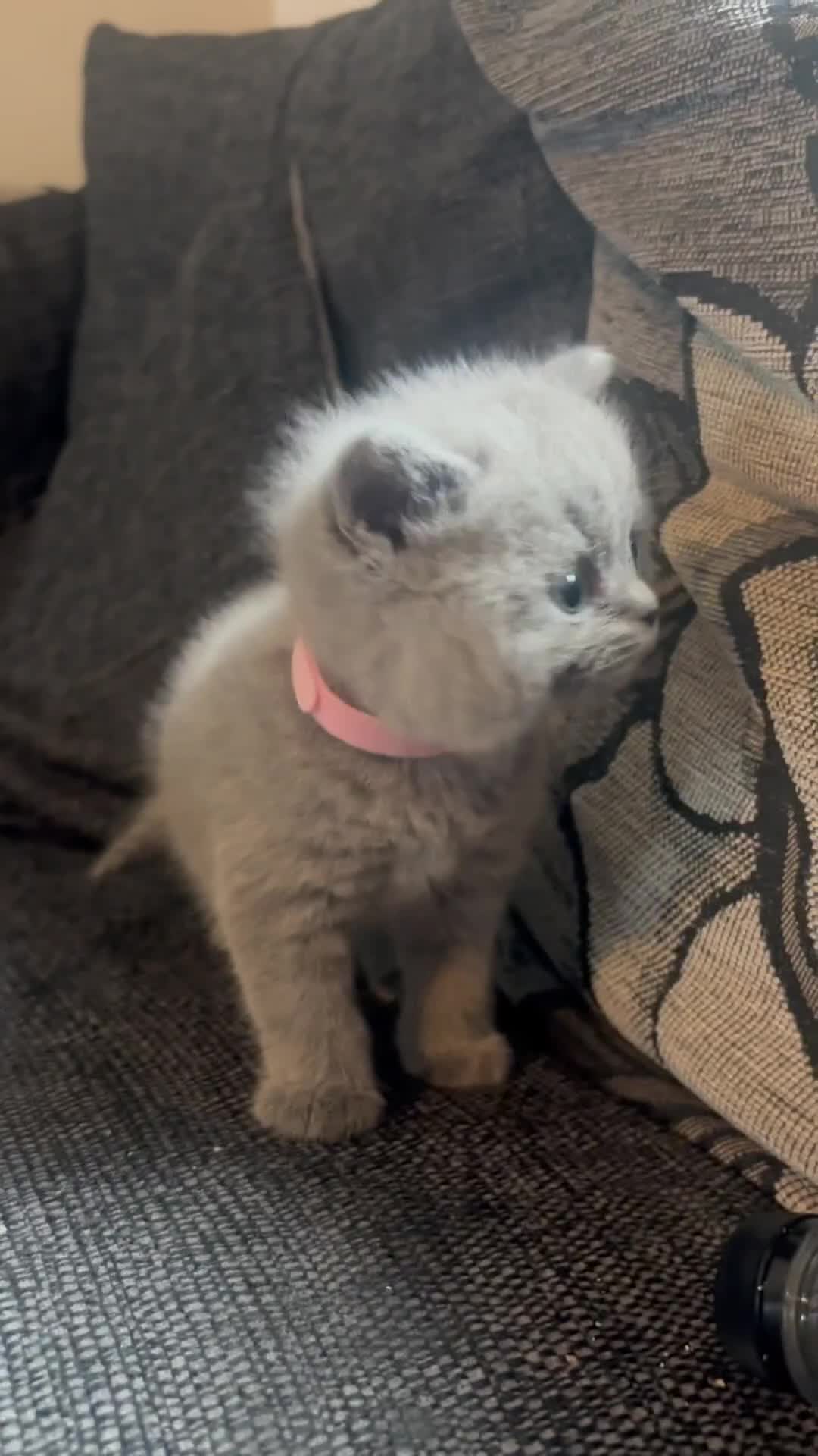 British Shorthair cats for sale: British blue shorthairs girls ready 10/8 - Video 1