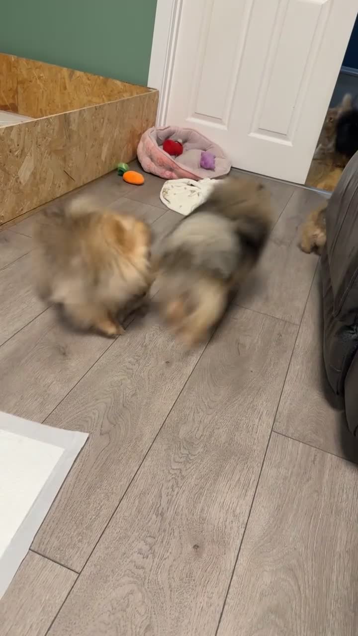 Pomeranian dogs for sale: Pomeranian puppies KC registered  - Video 4