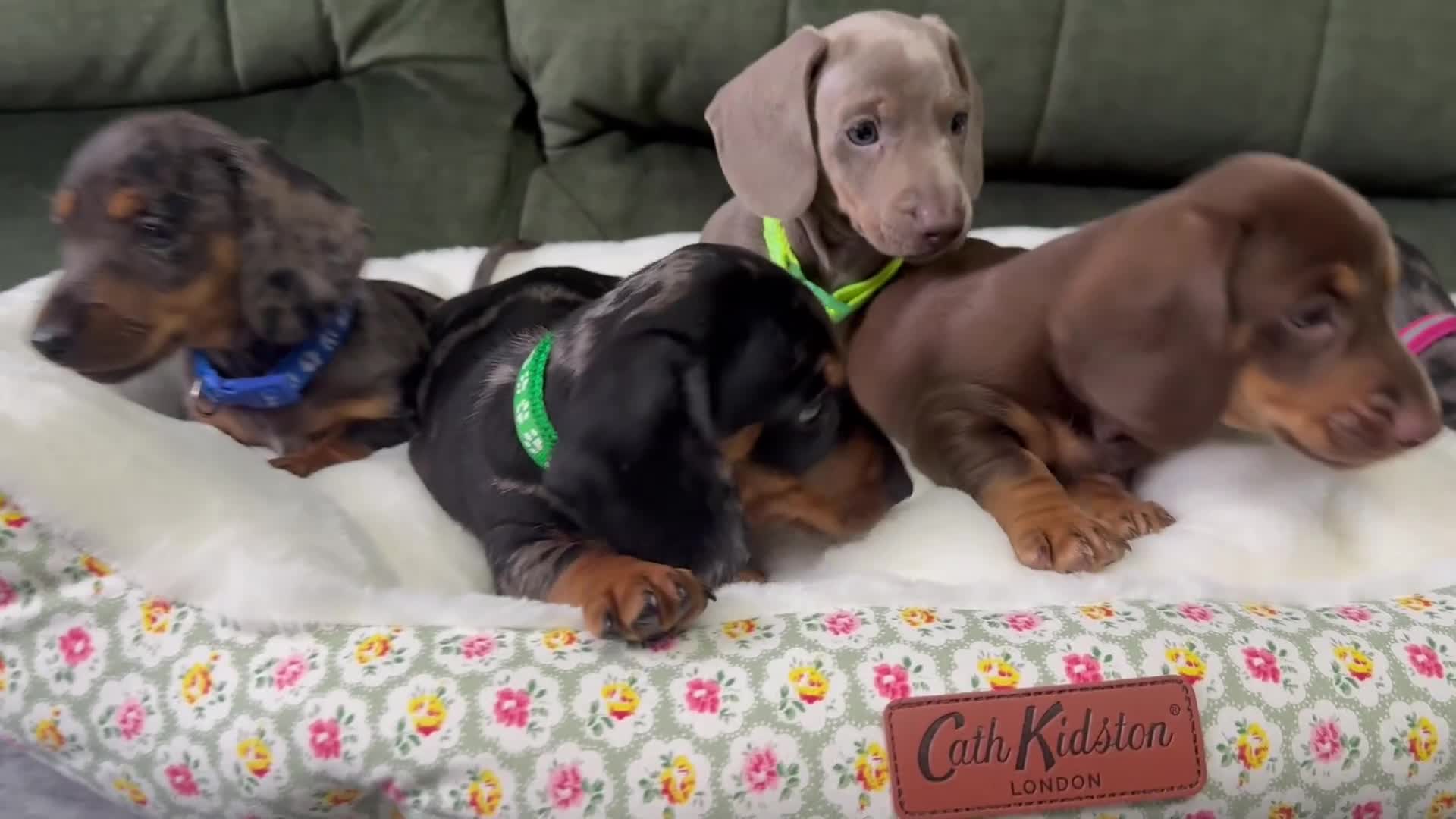 Miniature Dachshund dogs for sale: 6 cute miniature dachshund pupps available  - Video 1
