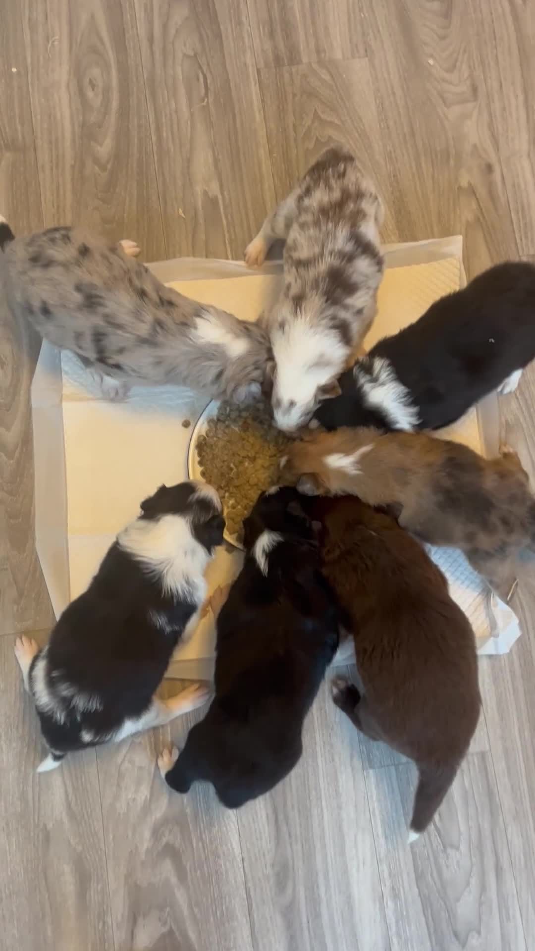 Border Collie dogs for sale: Border Collie pup- Merle, Black, Chocolate, Blonde - Video 5